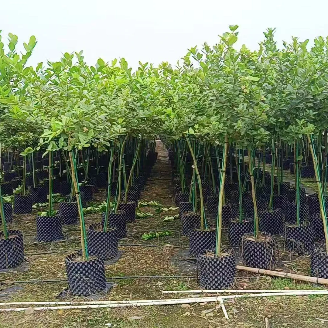 广东网红四季香水柠高杆棒棒糖树形花园植物一物一拍三角梅