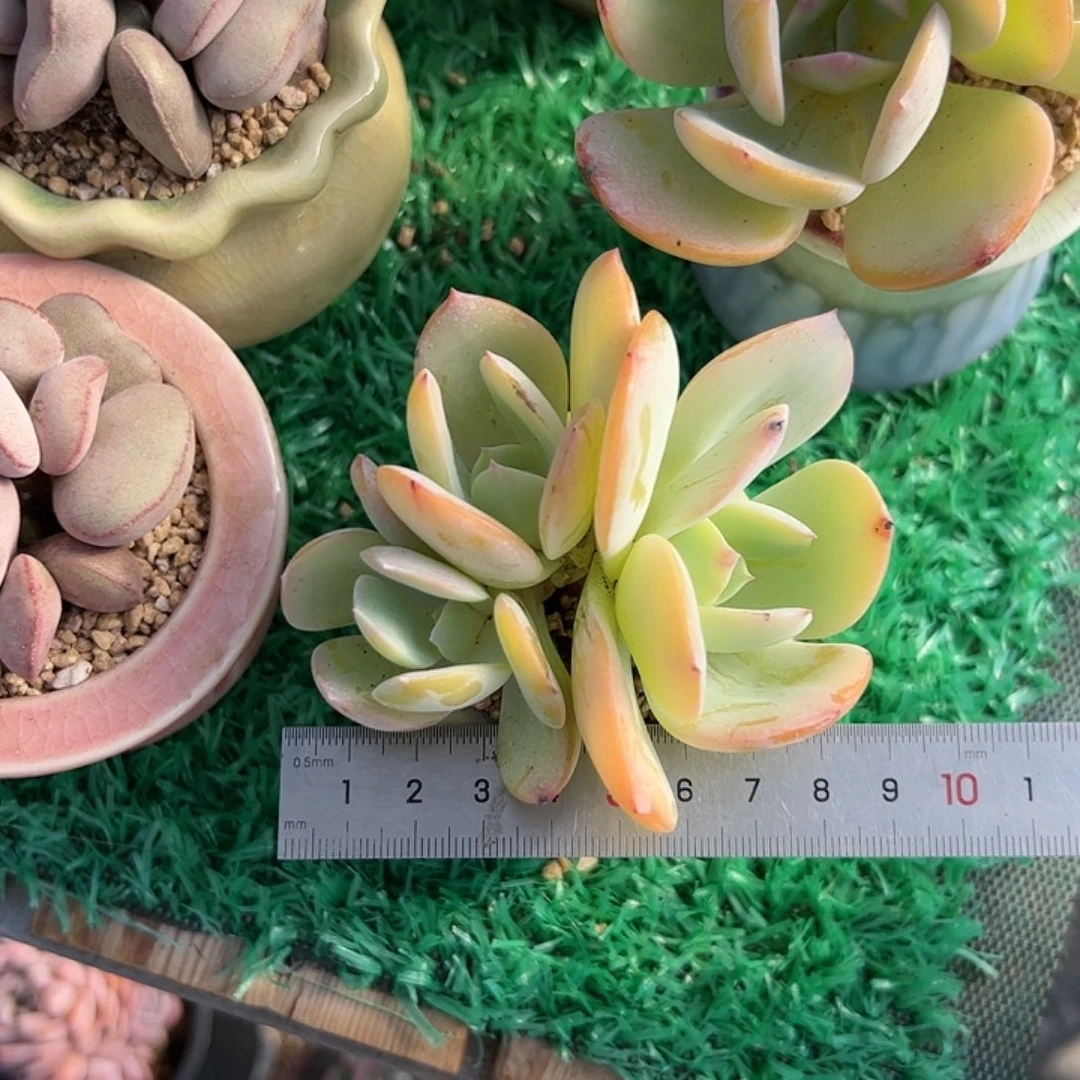 S****a068 多肉植物组合盆栽