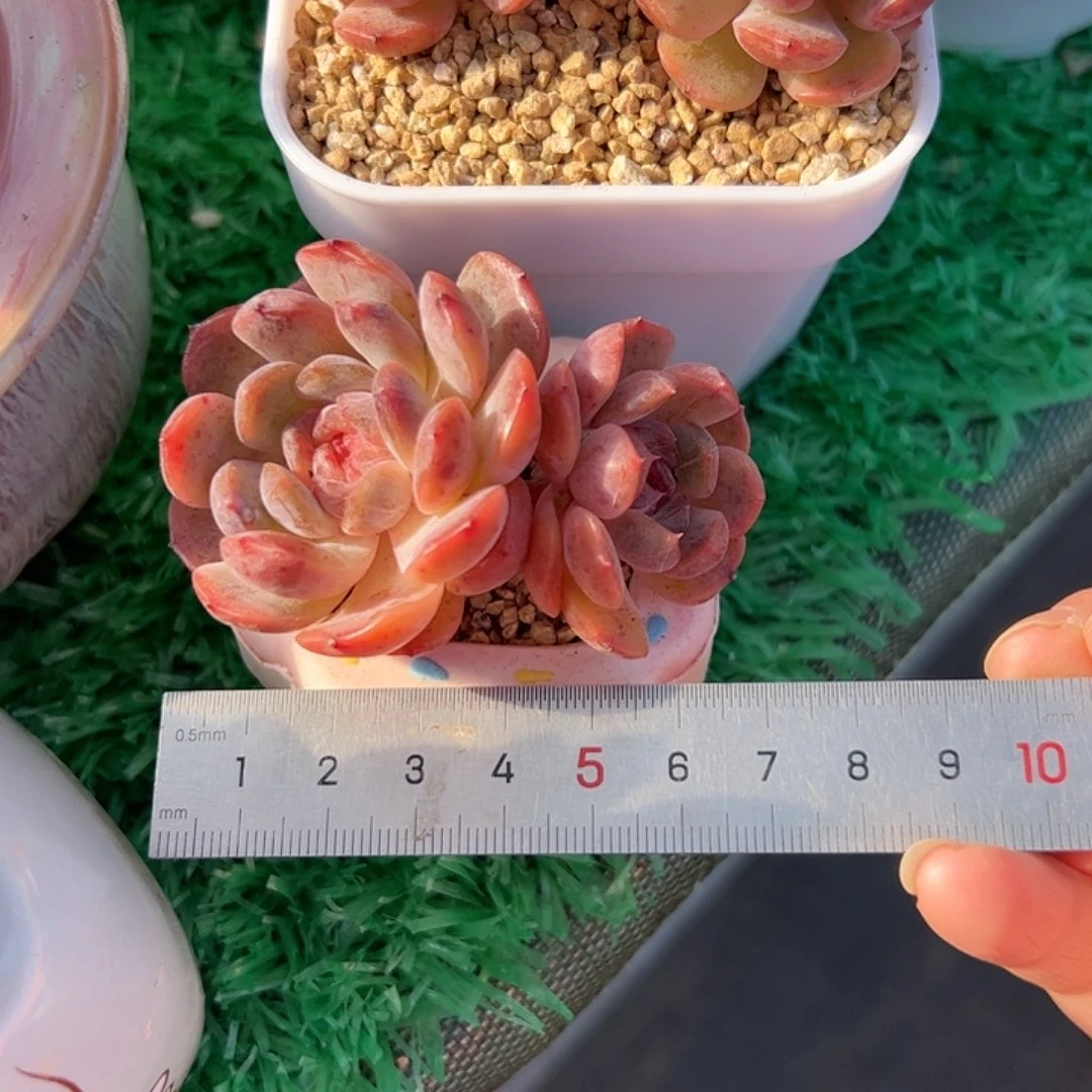 七*729 多肉植物组合