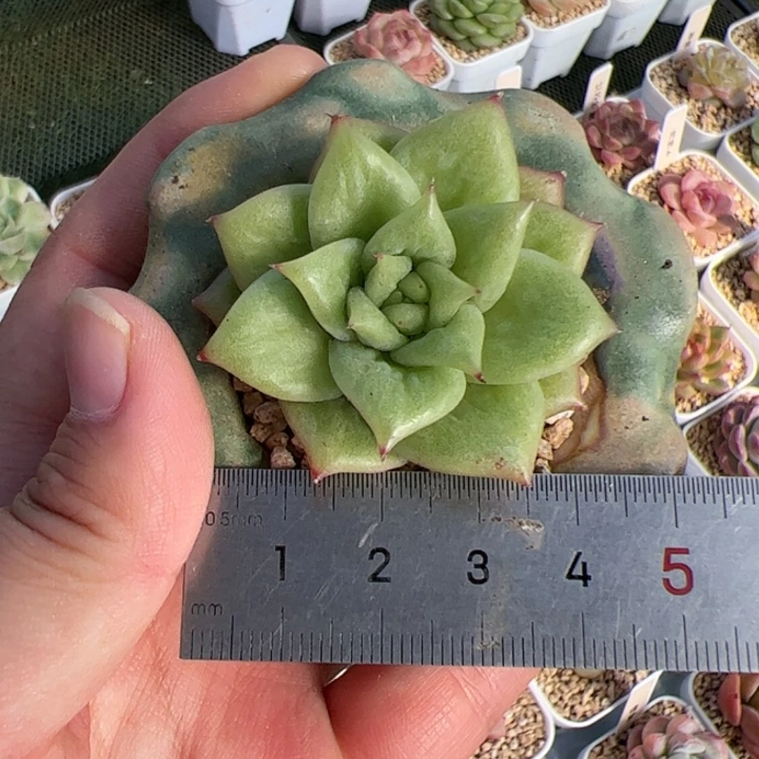 ✨****✨752 多肉植物组合