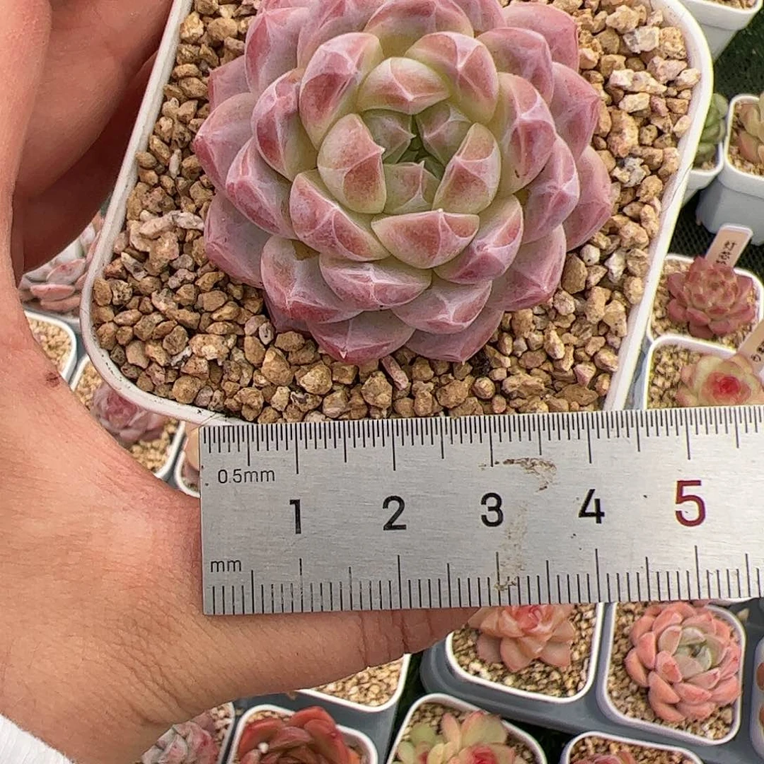 呱**?192 多肉植物组合盆栽