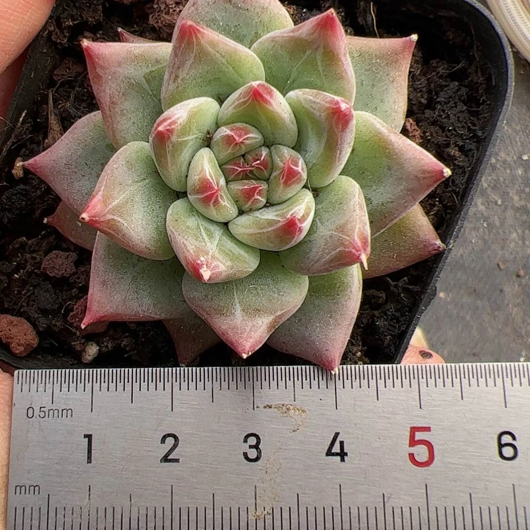 轻**写501 多肉植物组合盆栽