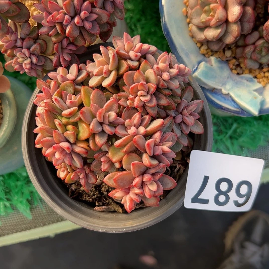 ↘****?687 多肉植物组合盆栽