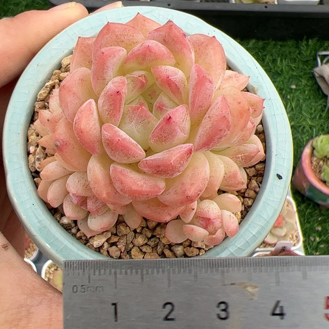 679 多肉植物盆栽