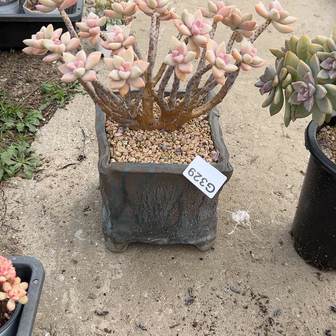 s*329 多肉植物组合