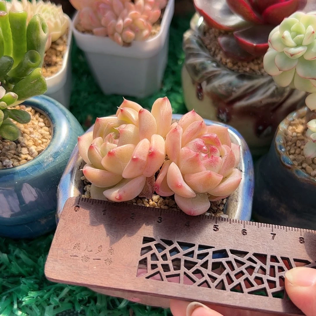 戴*046 多肉植物组合盆栽