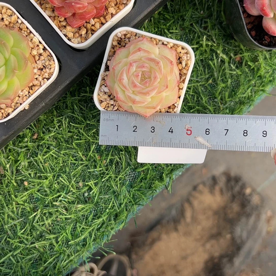 水*烟592润玉多肉植物组合盆栽