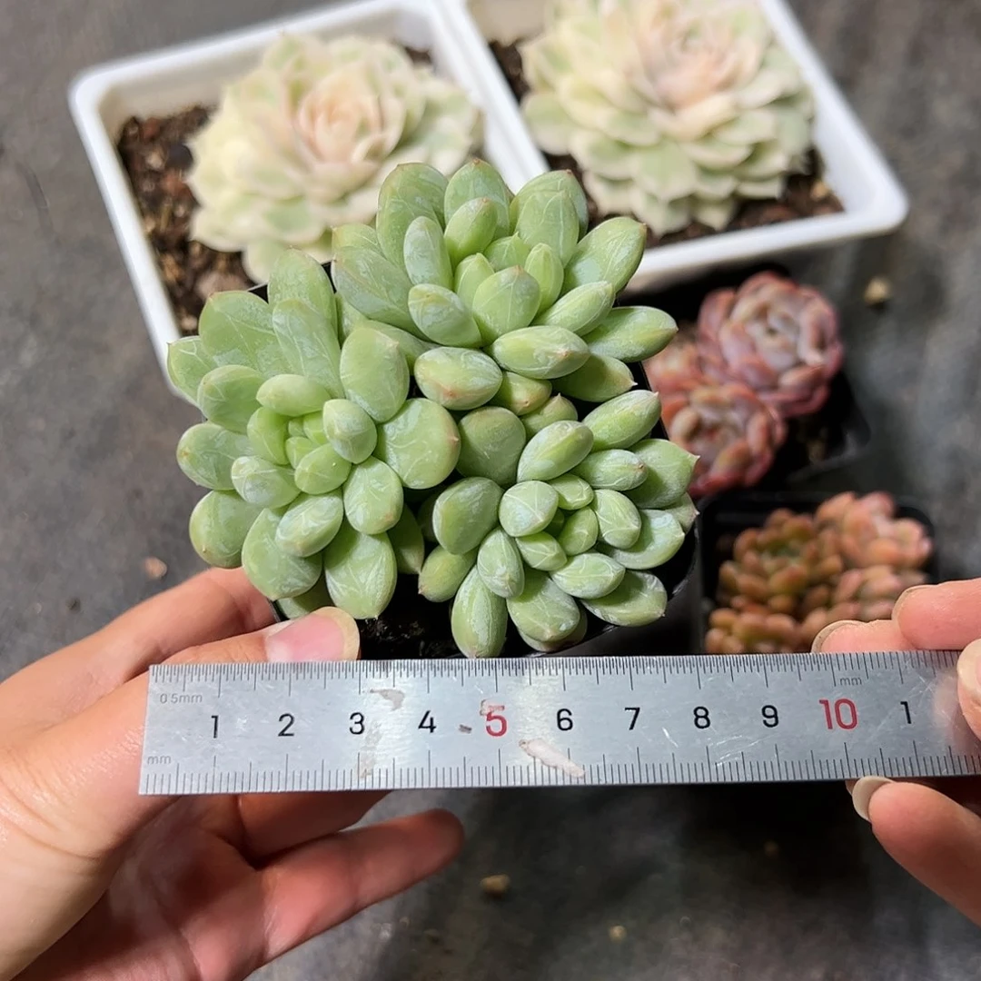 ⁷****?652 多肉葡植物组合