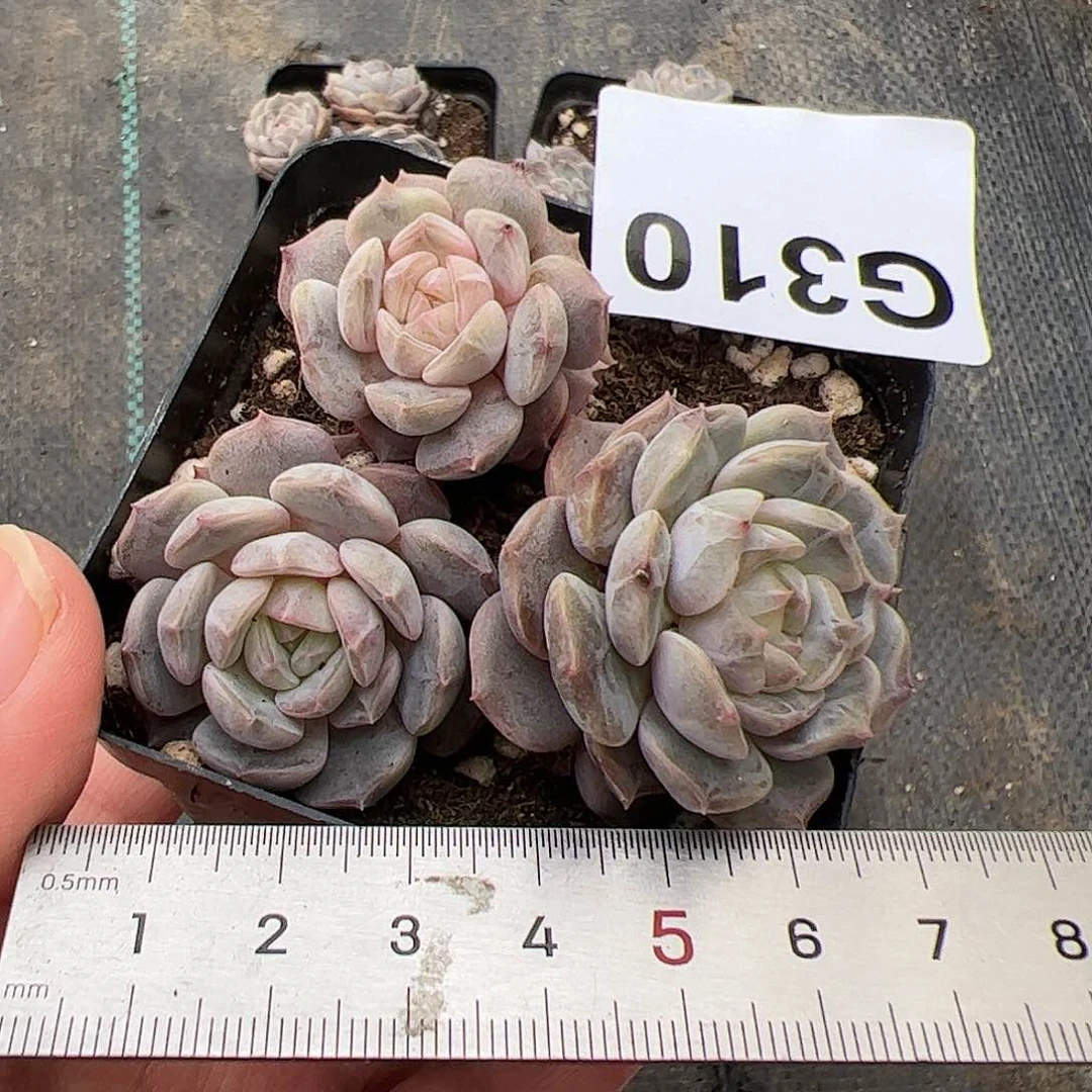 S****a310 多肉植物组合盆栽