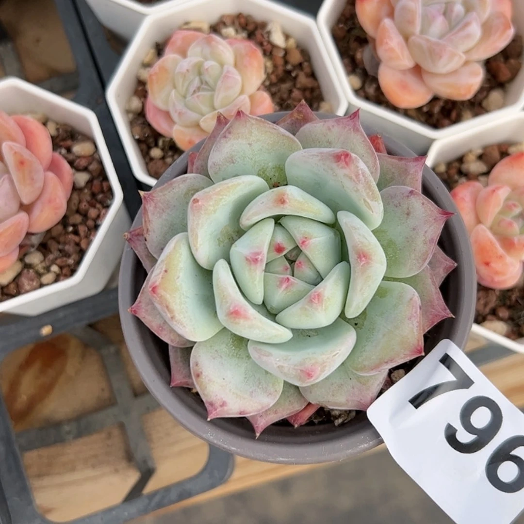 酷*796多肉植物组合盆栽