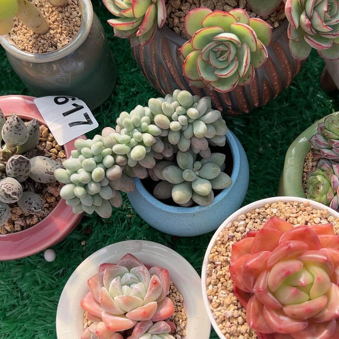Y****中汤圆缀多肉植物组合盆栽