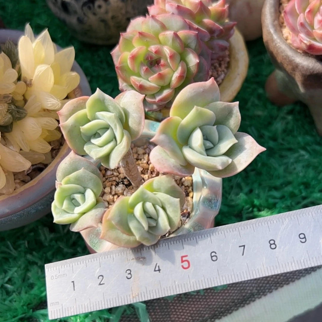 七*731 多肉植物组合