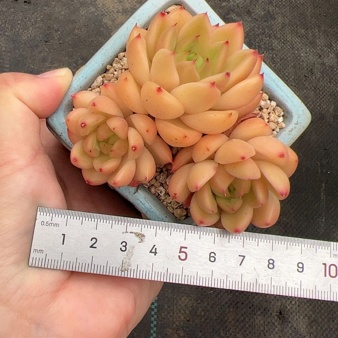 Z****～462 多肉植物组合盆栽