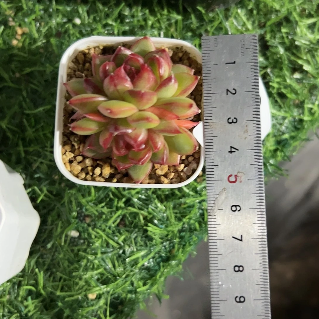 ?****?513 肉植物组合盆栽