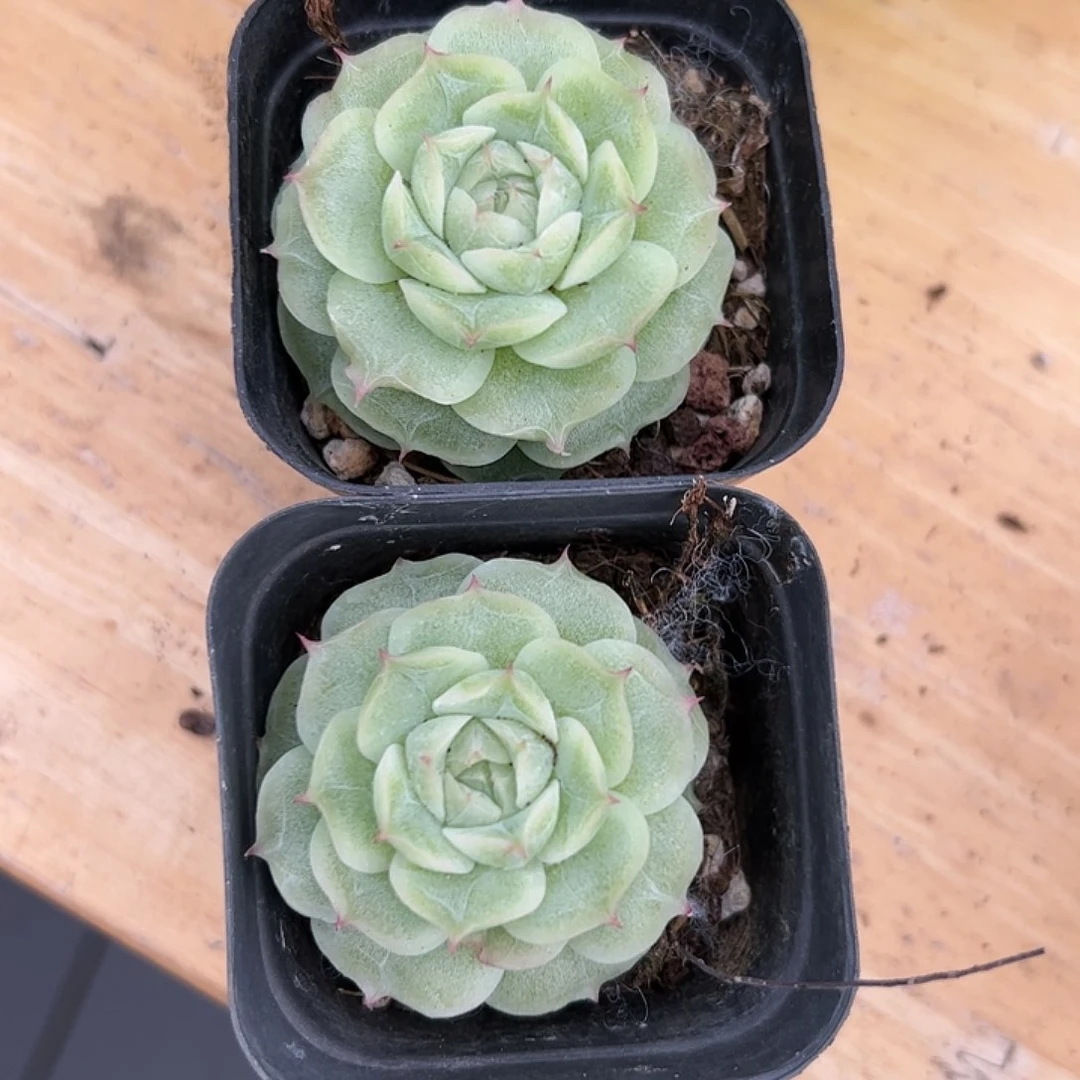 水*烟506 多肉植物组合盆栽