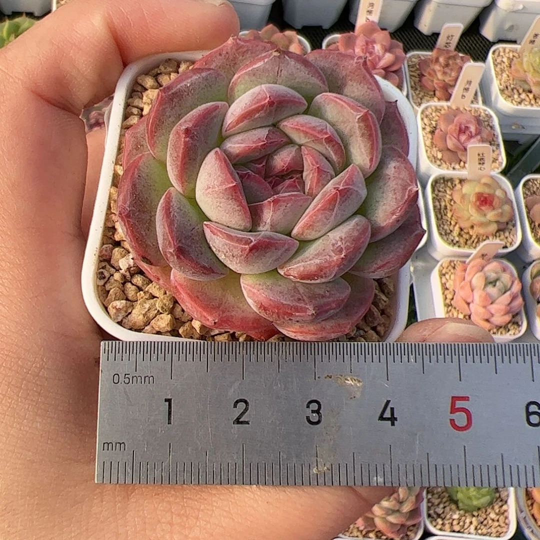 M**L573 多肉植物组合盆栽
