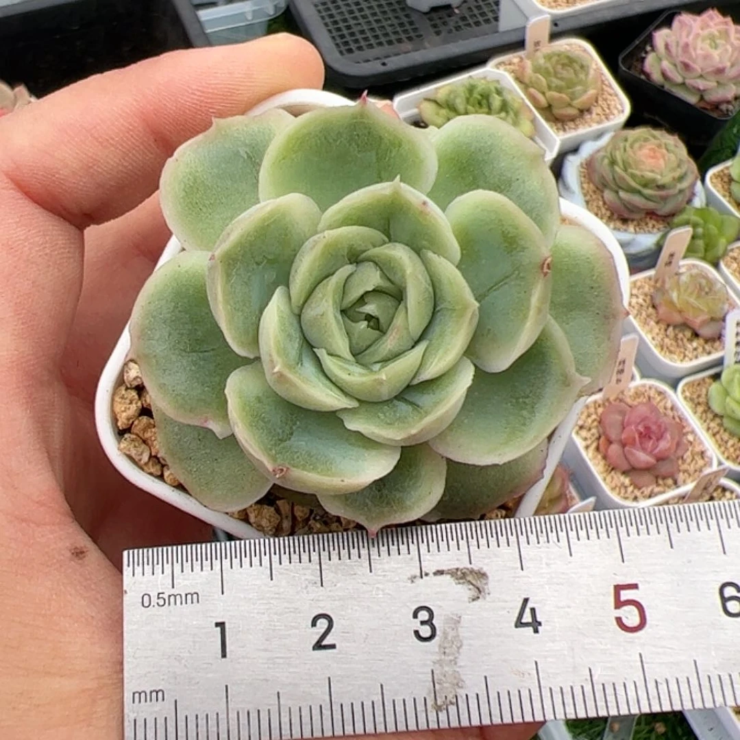 小*嗝673 多肉植物组合盆栽