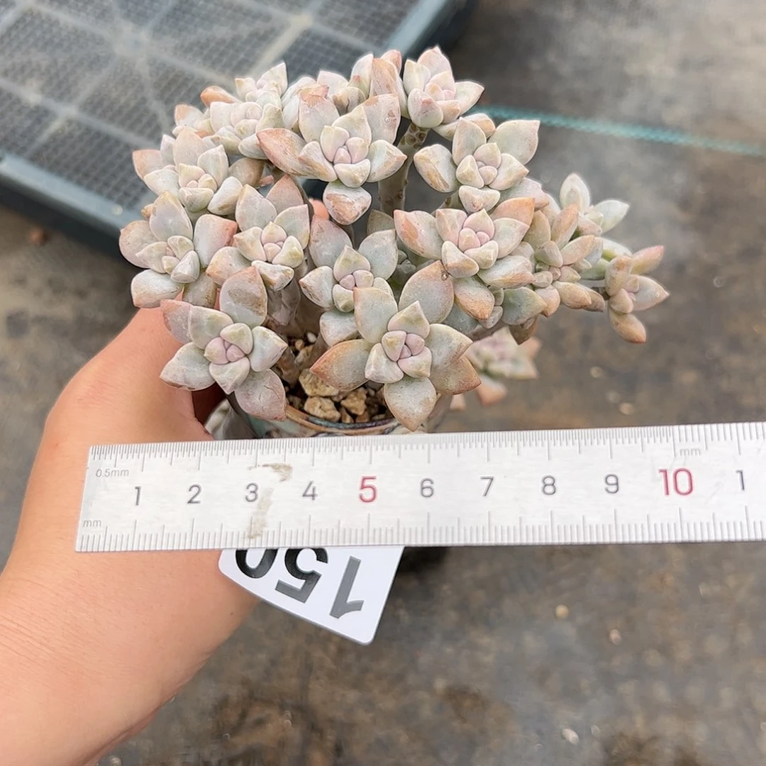 小*150 多肉植物组合盆栽