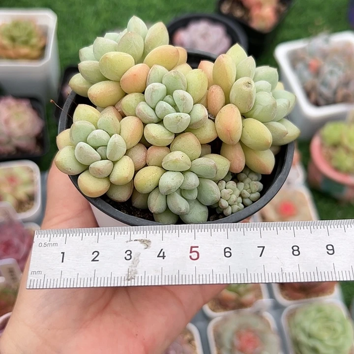 ?****?549 多肉植物组合盆栽