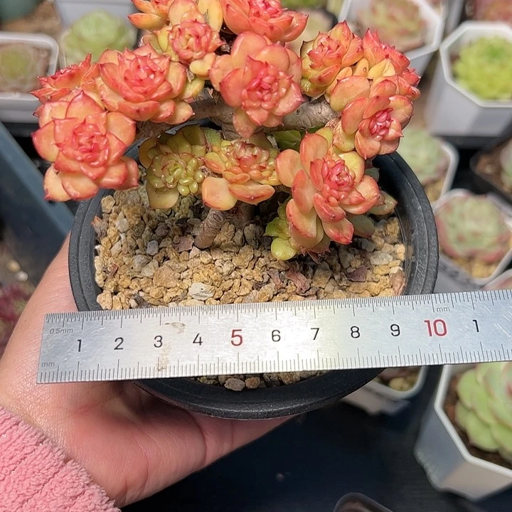 小****喽236 多肉植物组合盆栽
