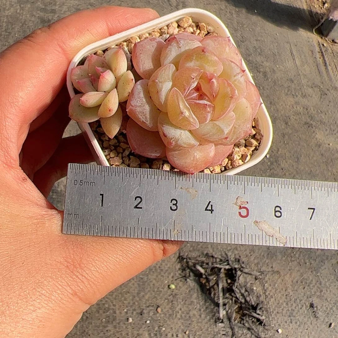 ⁷****?484 多肉植物组合盆栽