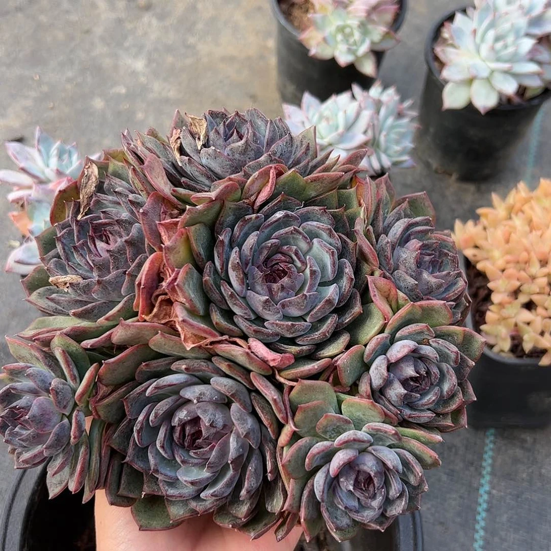 S****a716 多肉植物组合盆栽