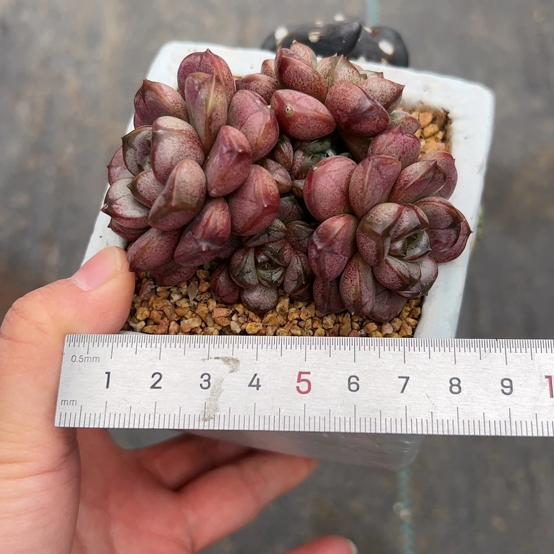 格*133 多肉植物组合盆栽