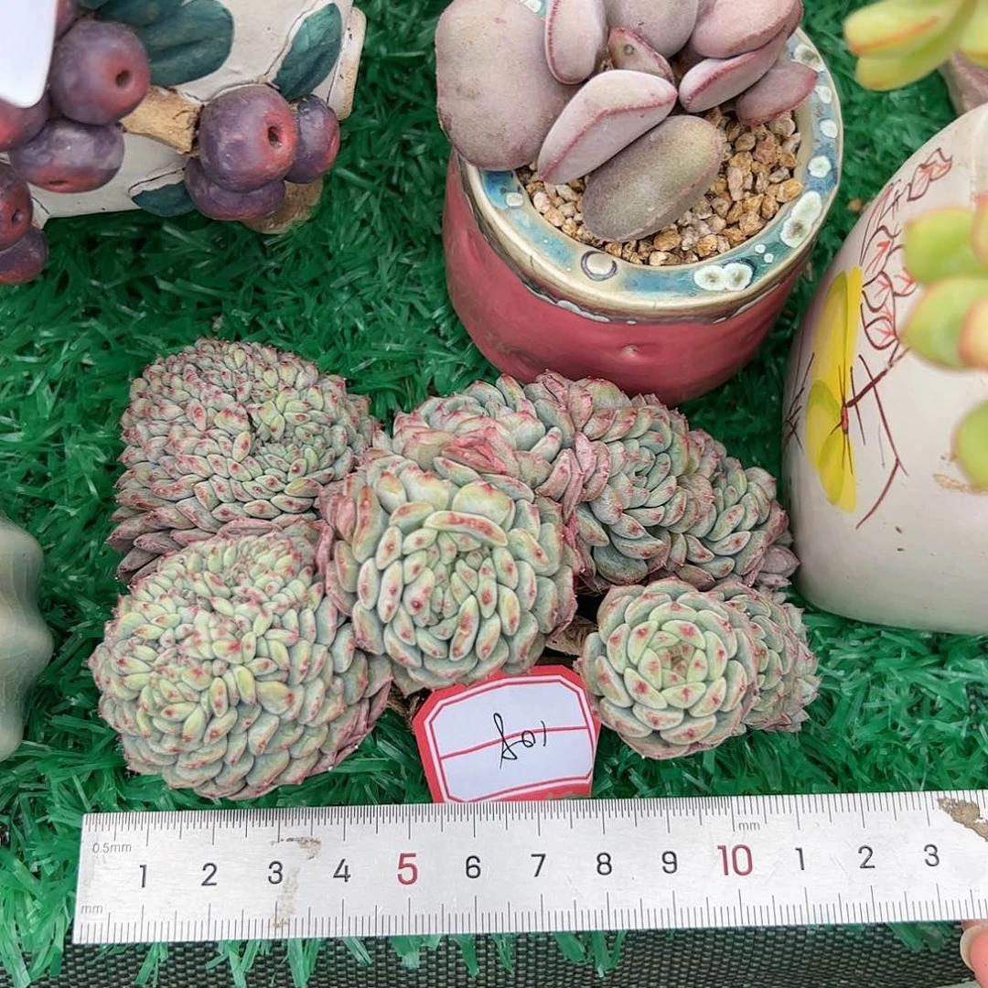 S****a279 多肉植物盆栽植物