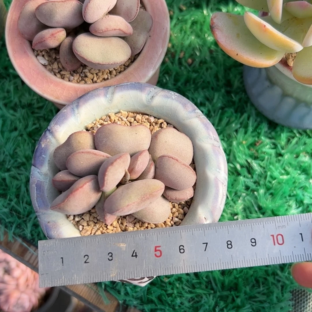 ?*666 多肉植物组合盆栽