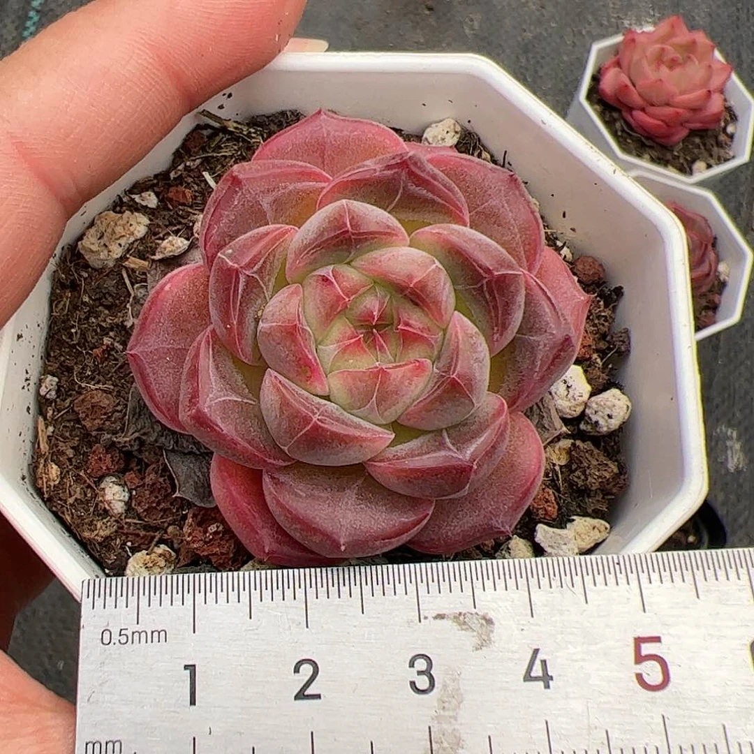 S****a294 多肉植物组合盆栽