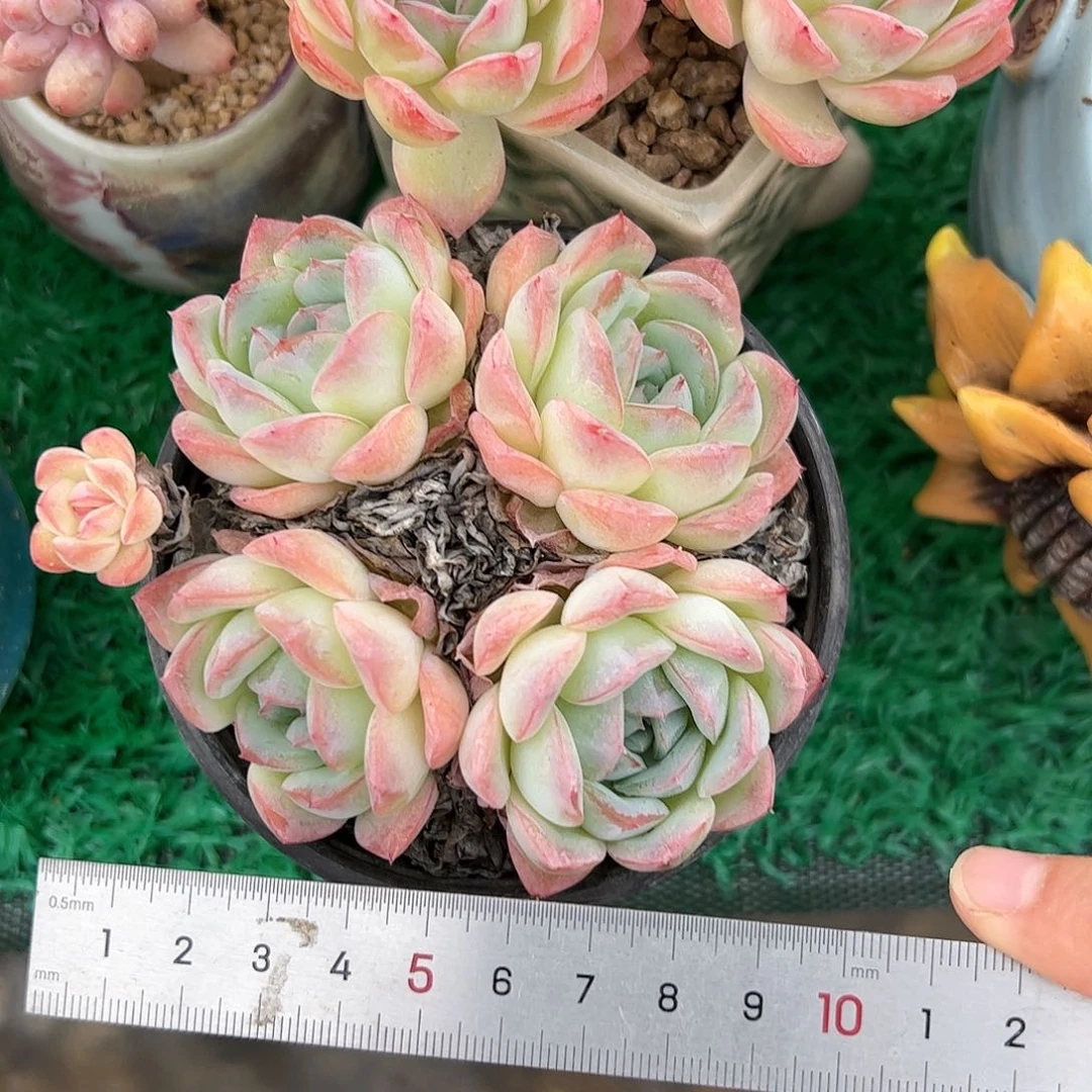D****?459 多肉植物组合盆栽