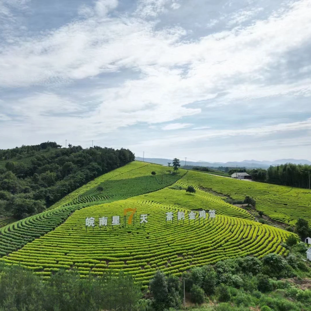 2025年新茶小陈家招牌正味兰花香白茶