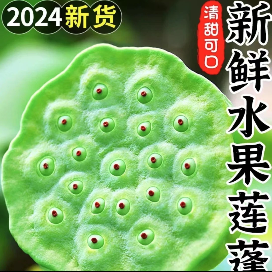 江西广昌莲乡新鲜莲蓬现摘现发鲜嫩水果莲蓬嫩甜莲子米生吃包邮