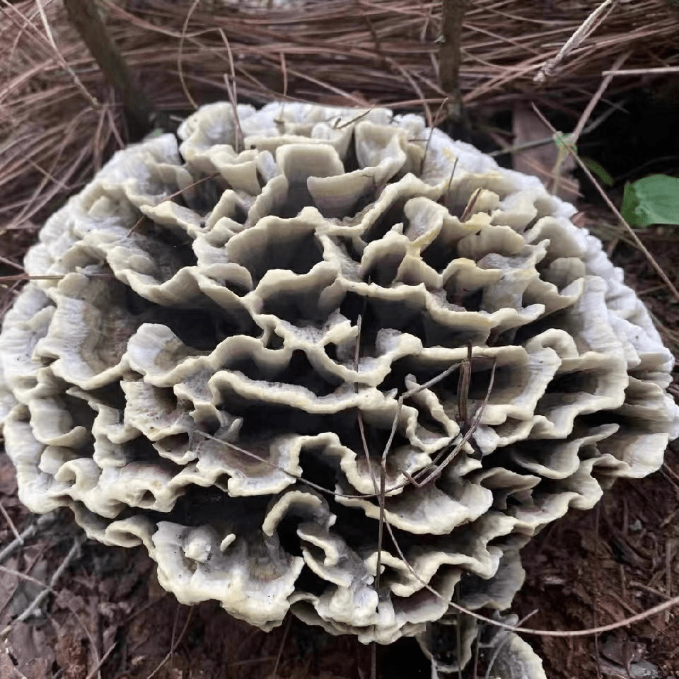 云南现收山货土特产干、巴、菌150g/250g/500g