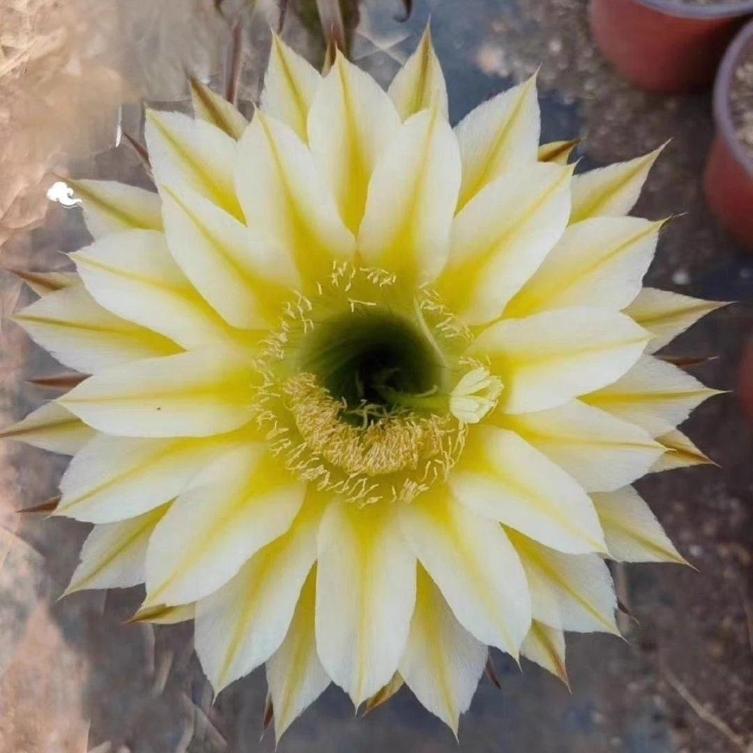 彩草，伊卡洛斯，环境不同花色花型颜色深浅不同属于正常，介意勿拍！