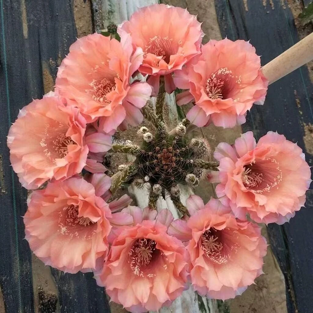 彩草睡美人，环境不同花色花型颜色深浅不同属于正常，介意勿拍！