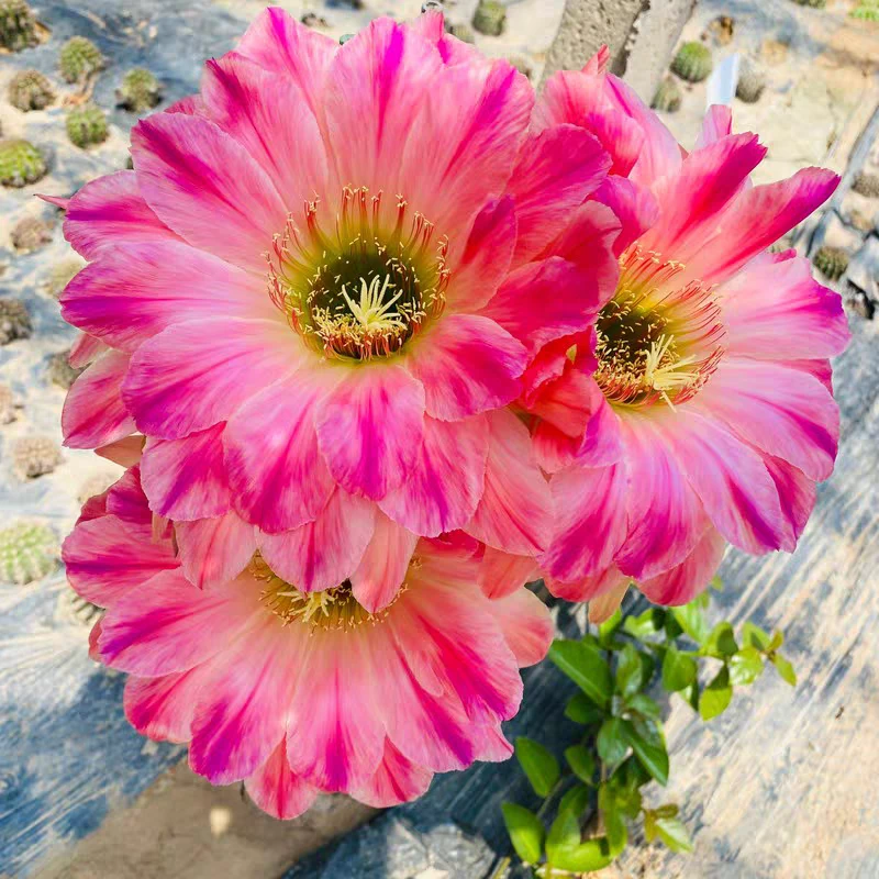 毛花柱，漂亮宝贝，环境不同花色花型颜色深浅不同属于正常介意勿拍