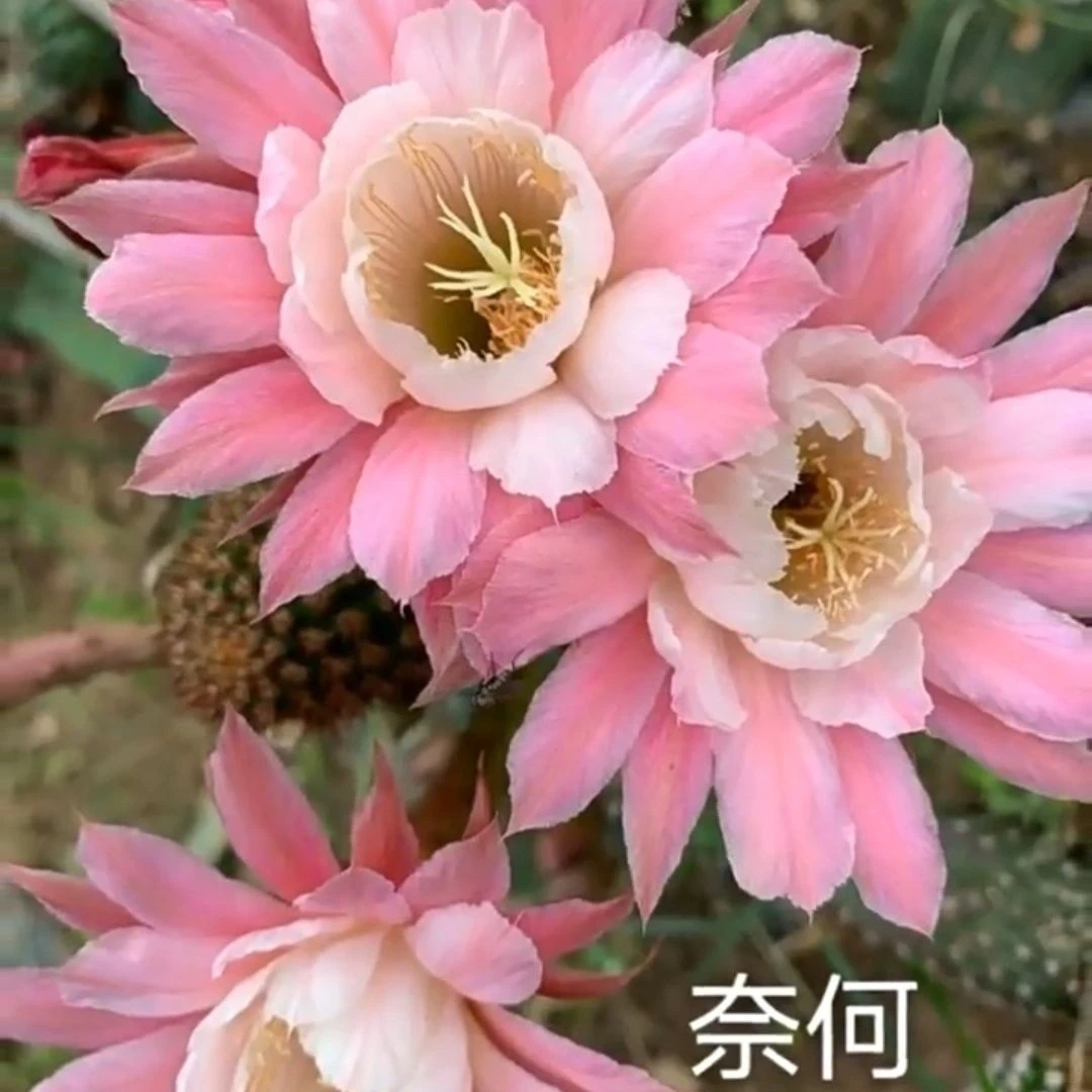 金妞，奈何之花，尺寸以直播间展示为准，满18包邮，偏远地区不包邮！