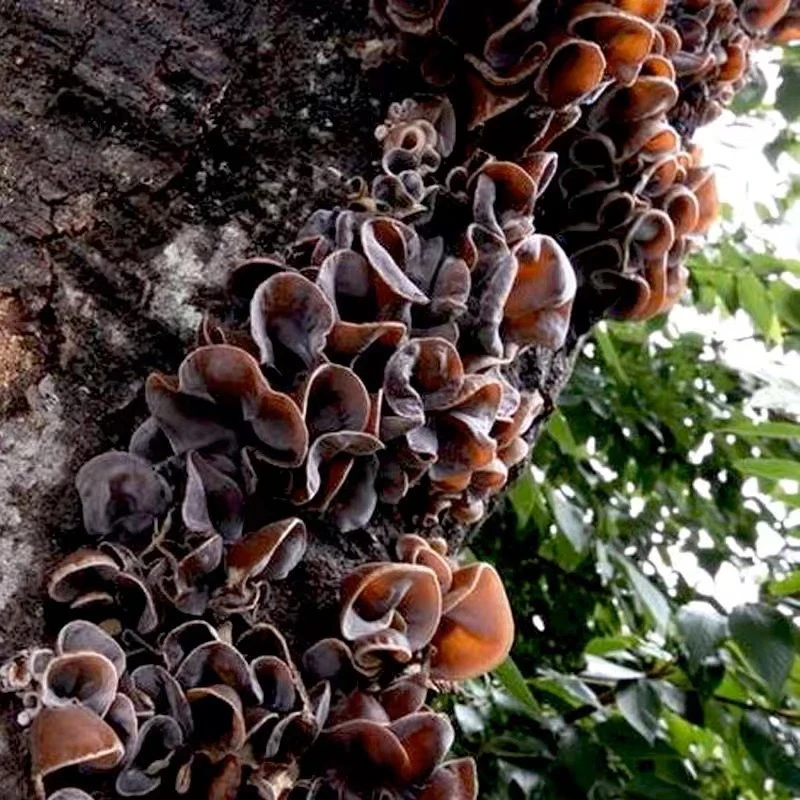 「野生山木耳」云南金丝木耳山货集市现收货250克泡发率高