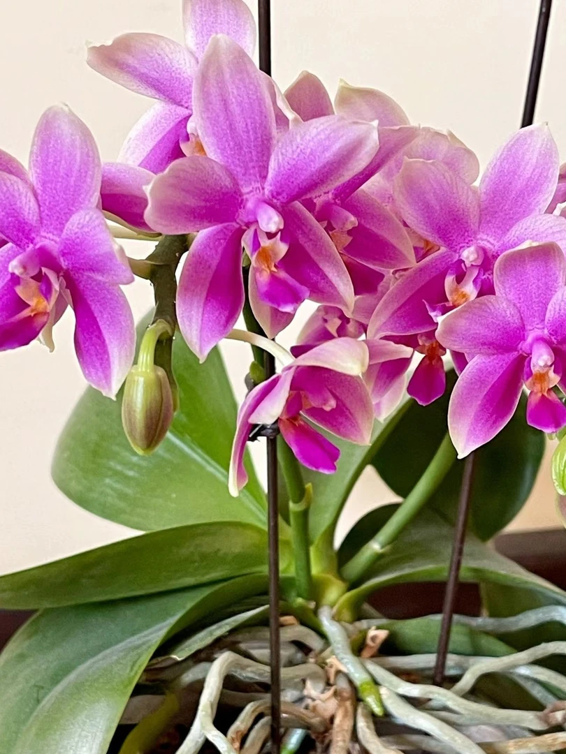 带花剑，香奈3.0寸蝴蝶兰浓香型蜡质花,花期超长