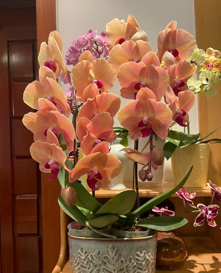 带花剑《芳美钻石》大花型 3.5寸蝴蝶兰，根系很好