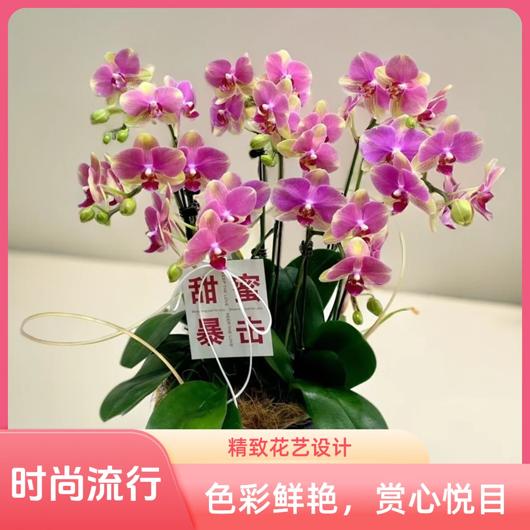 带花剑，【多彩蜜桃】3.5寸杯,中大花型,蜡纸花蝴蝶兰