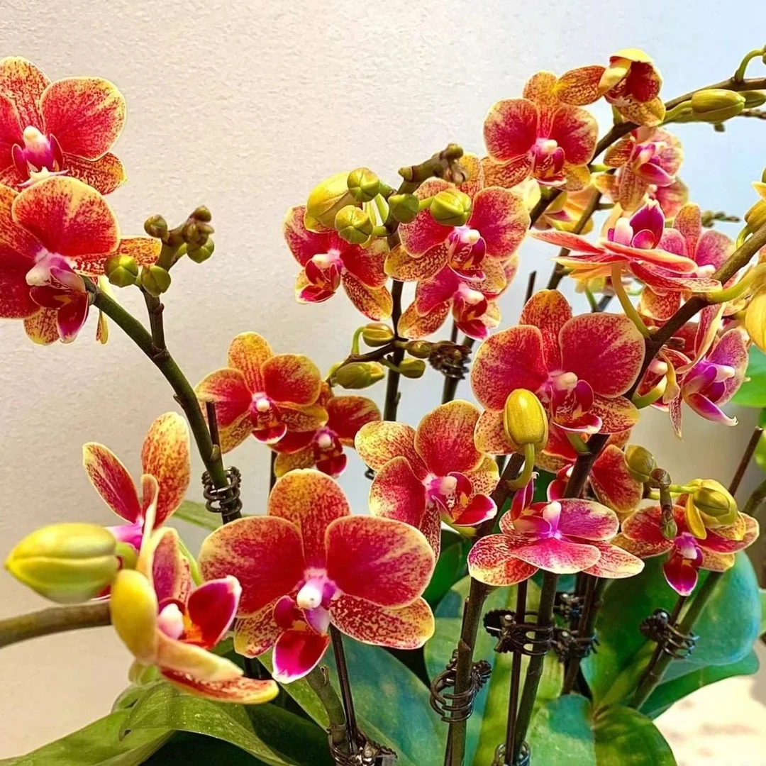 带花带苞【金蝶】3.0寸杯蝴蝶兰,腊质花,