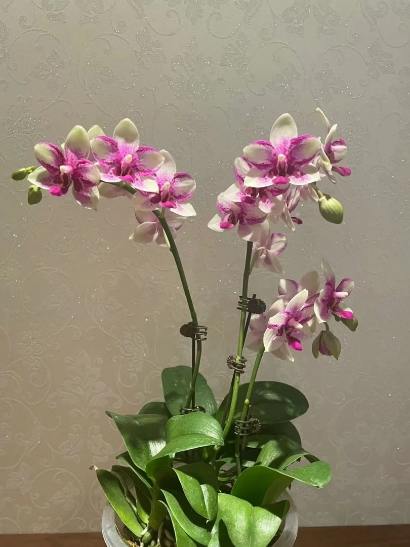 带花剑《紫钻》3.0寸加高杯蝴蝶兰 蜡质花带香味蝴蝶兰