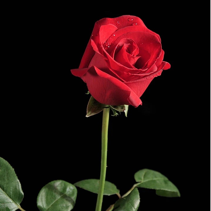 玫瑰花2支包邮玫瑰花