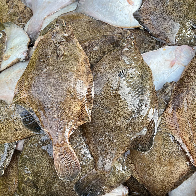 【大渔推荐】野生海捕大鼓眼鱼高眼鱼比目鱼4斤一箱顺丰冷链