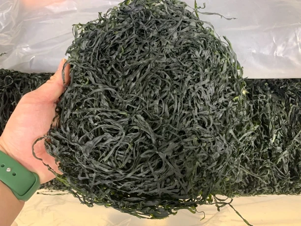 【蚝西施专线】汕尾本港海带丝包邮
