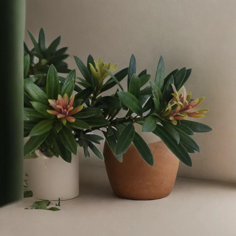 小叶罗汉松（一物一拍）血松红宝石海岛菊花心罗汉松盆景