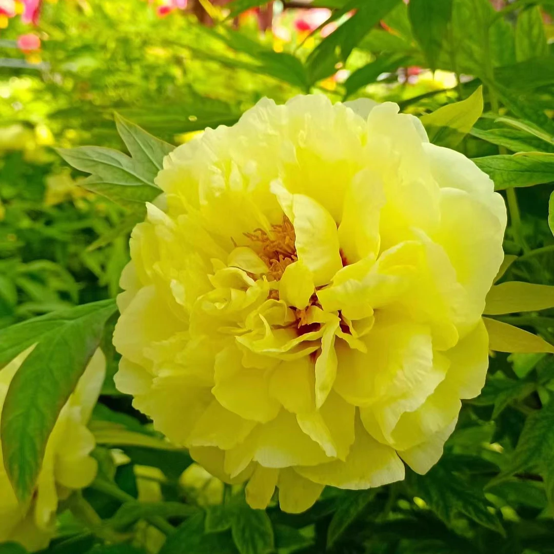 牡丹【海黄】菏泽基地直发，庭院种植，室内外观赏花卉