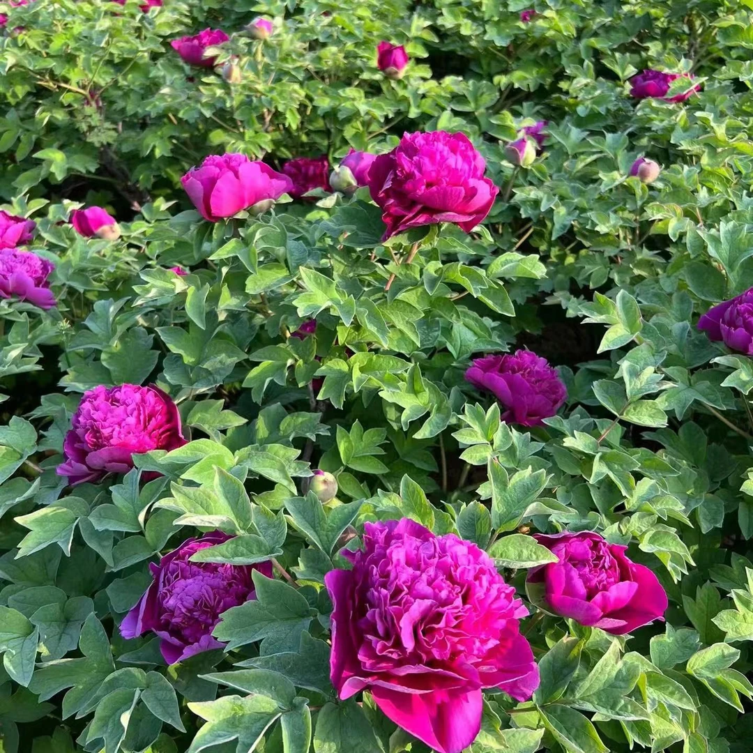 牡丹【首案红】菏泽基地直发，庭院种植，室内外观赏花卉